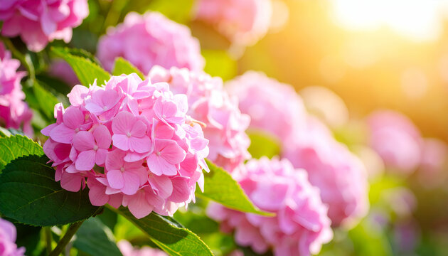 Pink Hydrangeas Sunset Garden Bloom. - Powered by Adobe