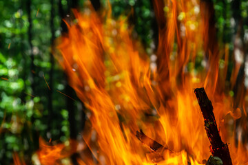 Flame of charcoal fire. Hearth for cooking and heating. Danger in forest