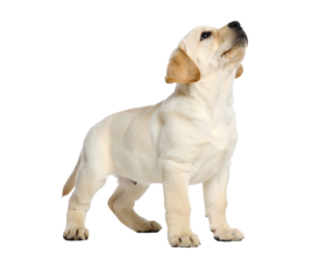 Cute Golden Labrador Puppy Looking Up Isolated on White