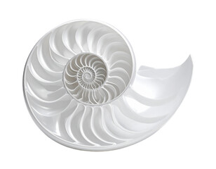 Elegant Spiral Seashell Isolated on White Background