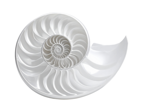Elegant Spiral Seashell Isolated on White Background