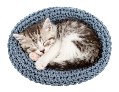 Cute Kitten Sleeping in a Cozy Ball of Fur
