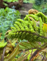 Close up of young fern foliage in spring