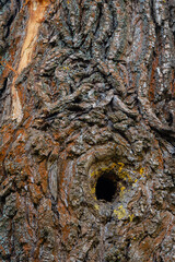Intricate texture of a tree trunk with a hollow opening showcasing natural patterns and colors during daylight