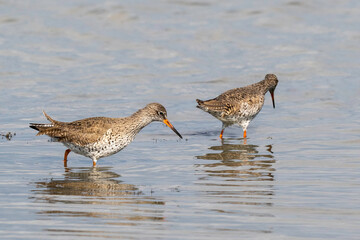 Chevalier gambette,
Tringa totanus, Common Redshank