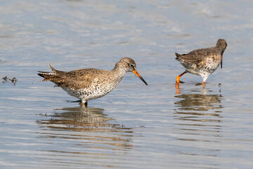 Chevalier gambette,
Tringa totanus, Common Redshank