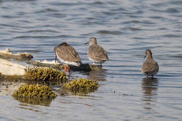 Chevalier gambette,Tringa totanus, Common Redshank