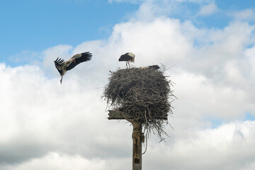 Cigogne blanche, Ciconia ciconia, White Stork, Calvaire, Beuzeville la Bastille, 50, Manche, France