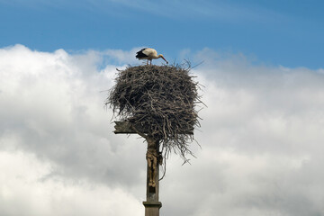 Cigogne blanche, Ciconia ciconia, White Stork, Calvaire, Beuzeville la Bastille, 50, Manche, France