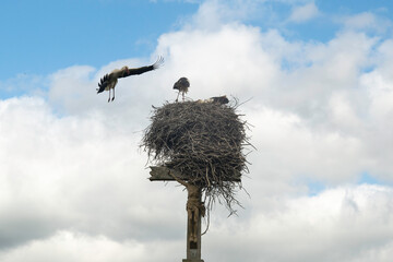 Cigogne blanche, Ciconia ciconia, White Stork, Calvaire, Beuzeville la Bastille, 50, Manche, France