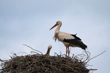 Cigogne blanche, Ciconia ciconia, White Stork, Calvaire, Beuzeville la Bastille, 50, Manche, France