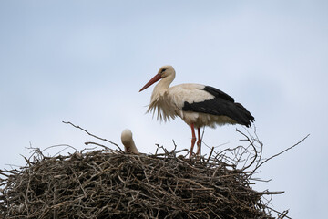 Cigogne blanche, Ciconia ciconia, White Stork, Calvaire, Beuzeville la Bastille, 50, Manche, France