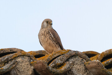 Faucon crécerellette,Falco naumanni, Lesser Kestrel