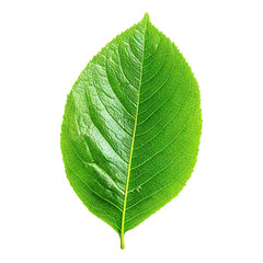 Obraz premium Green Leaf Isolated 