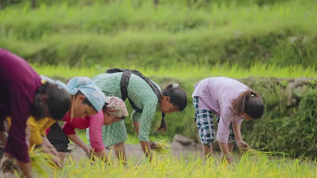 Woman in monsoon field working peacefully and looking into camera with a bright smile, 4k video