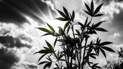 Cannabis Plant Silhouetted Against Dramatic Sky