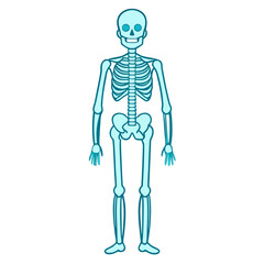 Full Body Human Skeleton Standing Outline Vector for Anatomy and Medical Education