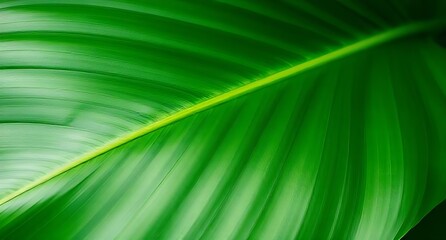 Closeup of a vibrant green tropical leaf with prominent veins