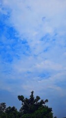 Tree Top under dramatic blue sky and clouds