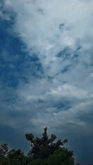 Tree top under dramatic blue sky and clouds