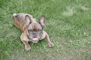 French Bulldog Gray Dog on Grass Green Summer Spring