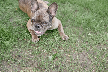French Bulldog Gray Dog on Grass Green Summer Spring