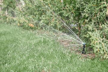 green lawn watering the lawn water watering the grass