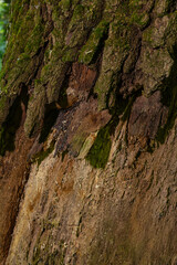 Close-up of a textured tree bark revealing layers of colors and age in a serene forest setting during a sunny afternoon