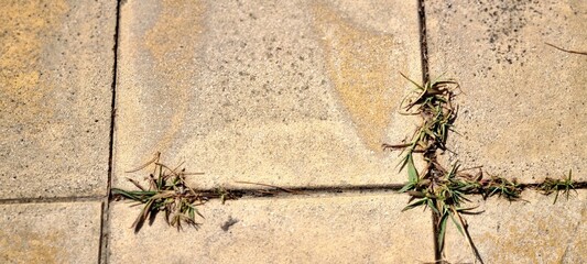 Grass Growing Between Concrete Pavement Tiles in Sunlight