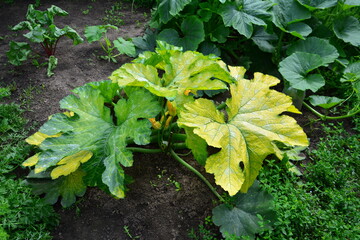 Zucchini plant with yellowing leaves, garden setting