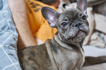 gray french bulldog gray lying on bed small puppy