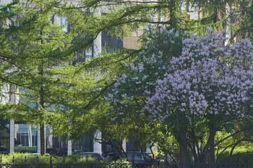 Obraz premium A Beautiful and Lush Springtime Landscape Filled with Vibrant Colorful Blooms and Flowers