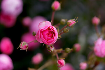 Close-up of red rose with water droplets on petals, showcasing nature's beauty. A fresh blooming flower, perfect for romantic, floral designs, gifts, and celebration themes