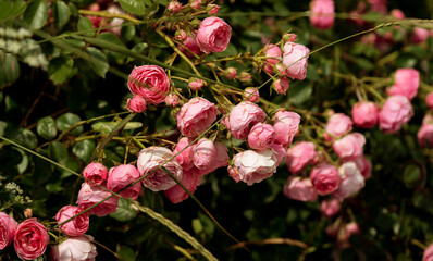 Close-up of red rose with water droplets on petals, showcasing nature's beauty. A fresh blooming flower, perfect for romantic, floral designs, gifts, and celebration themes