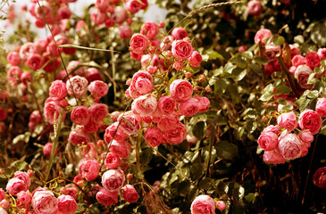 Close-up of red rose with water droplets on petals, showcasing nature's beauty. A fresh blooming flower, perfect for romantic, floral designs, gifts, and celebration themes