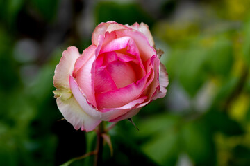 Close-up of red rose with water droplets on petals, showcasing nature's beauty. A fresh blooming flower, perfect for romantic, floral designs, gifts, and celebration themes