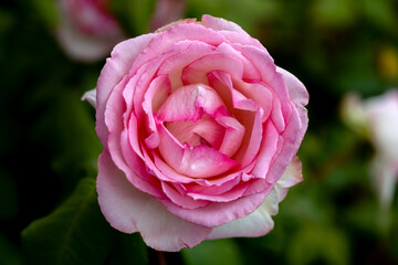 Close-up of red rose with water droplets on petals, showcasing nature's beauty. A fresh blooming...