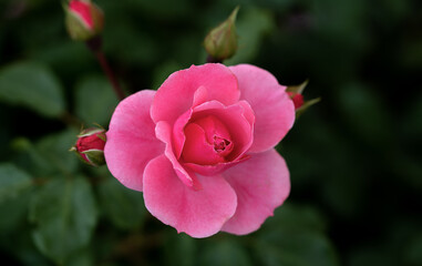 Fototapeta premium Close-up of red rose with water droplets on petals, showcasing nature's beauty. A fresh blooming flower, perfect for romantic, floral designs, gifts, and celebration themes