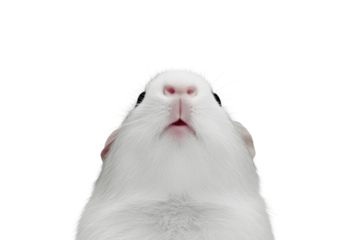 White bunny rabbit viewed from low angle
