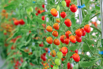 토마토 재배 비닐하우스 안에서 익어가는 토마토