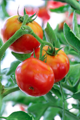 토마토 재배 비닐하우스 안에서 익어가는 토마토