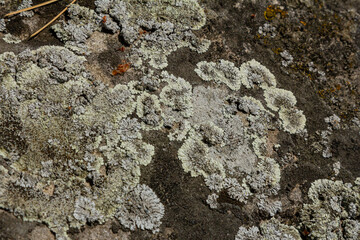 Lichen growth on rock surface showcases intricate textures in natural environment during daytime