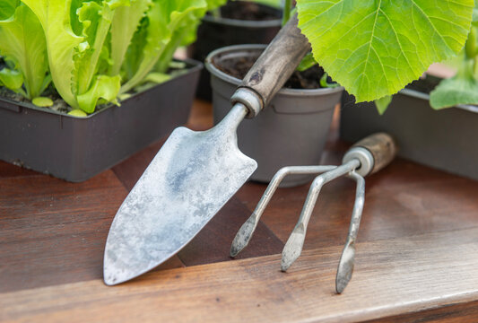 gardening tools a pot lof vegetable seedlings with lettuce in soil ready to plant on a wooden table -gardening at springtime concept