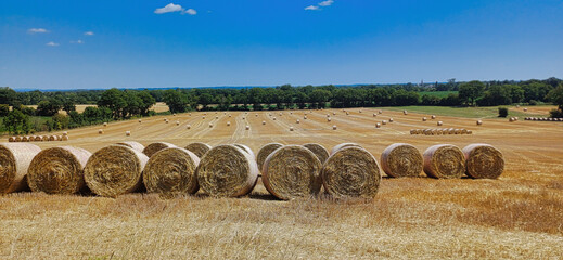 Paysage panoramique de champs de blé moissonnés