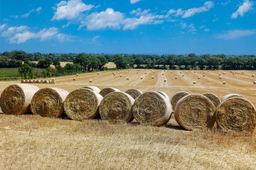 paysage rural, champs moissonné et round ballers