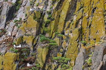 Seagulls on a cliff. Icelandic mossy rocky coastline. Fauna Iceland