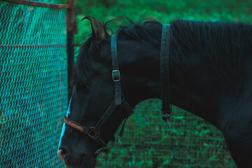 Black horse profile, halter, India; lush green background.