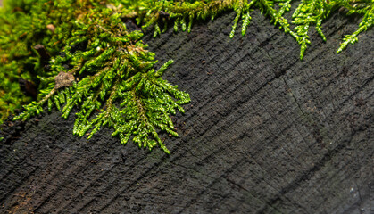 Bright green moss grows on a dark textured surface showcasing a contrast between nature and decay...