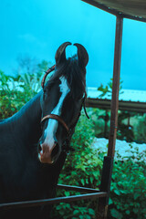 Majestic black and white horse portrait against a vibrant green foliage backdrop in India.