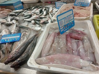 Squids on ice for sale at a fish market in Galicia,  Spain
